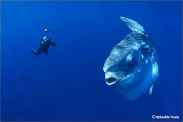 4. Cá Mặt trăng Là loài cá biển có màu sắc sặc sỡ sống ngoài đại dương, thường lặn dưới nơi nước sâu, nơi có nhiệt độ thấp. Vì có hình dạng tròn lủng nên chúng trông y hệt một... "chị Hằng" đang di chuyển dưới đáy đại dương vậy.