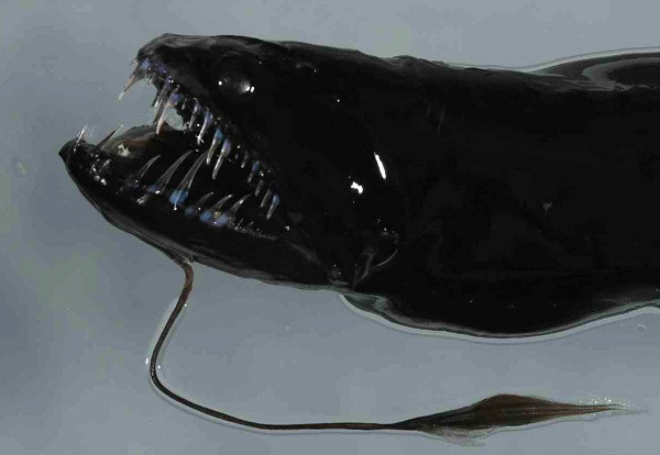 6. Cá rồng đen Bản chất của chúng là cá săn mồi vì vậy khi gặp bất cứ con mồi nào, chúng liền lao vào cắn xé ngay bằng những cái răng nanh sắc nhọn. Chúng thật sự là một dã thú tàn bạo của đại dương dù chỉ sở hữu một thân hình khiêm tốn.