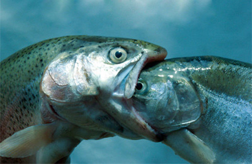 Tư tưởng cá nhân sở hữu