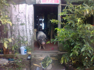 Chú heo luôn rất tận tụy với nhiệm vụ coi nhà của mình