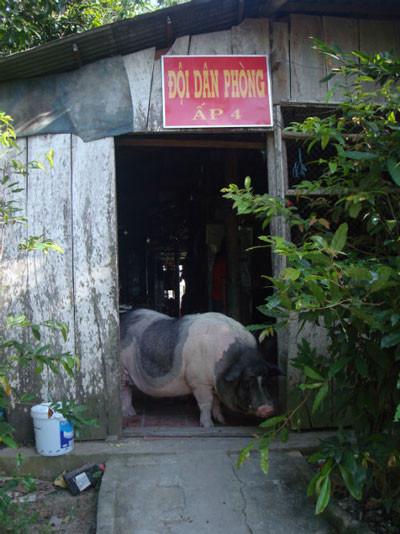 Chú heo đang gây xôn xao ở Đồng Tháp