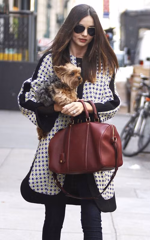 Miranda Kerr bị bắt gặp đang bồng bế chú cún Frankie trên đường phố New York hôm 12/3. Trước đó, cô vừa đưa con trai Flynn đi ăn sáng. Gần đây, nam ca sĩ nhỏ tuổi Cody Simpson tỏ ra khá mến mộ Miranda Kerr khi bày tỏ trực tiếp trên Twitter: "Chị là một người phụ nữ vô cùng xinh đẹp. Đôi khi em ước rằng mình không phải chỉ mới 15 tuổi".