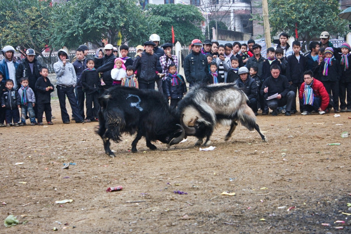 Luật thi đấu như sau: con nào đứng 2 chân rồi húc xuống sẽ đc tính làm 1 điểm, thi đấu đến khi nào 1 bên chịu thua thì thôi ( có trận phải sang ngày hôm sau mới phân giải thắng thua ). Luật thi đấu như sau: con nào đứng 2 chân rồi húc xuống sẽ đc tính làm 1 điểm, thi đấu đến khi nào 1 bên chịu thua thì thôi ( có trận phải sang ngày hôm sau mới phân giải thắng thua ).