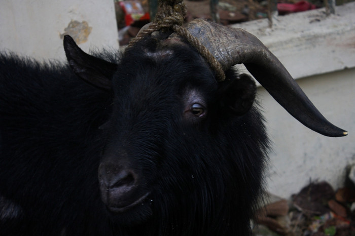 ... và kẻ thắng cuộc "bất đắc dĩ". ... và kẻ thắng cuộc "bất đắc dĩ".