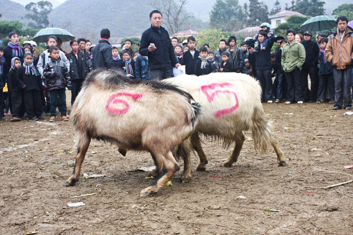 Liên tiếp những trân đấu dê khác được diễn ra. Liên tiếp những trân đấu dê khác được diễn ra.