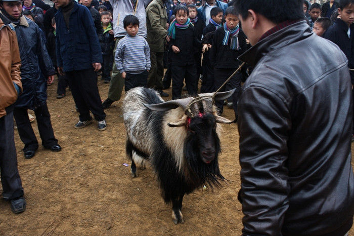 Nhưng vì lý do tấn công quá nhiều đến nỗi toác cả sừng, máu me đầy đầu nên chủ dê "1" xin ...nhận thua để bảo vệ dê của mình. Nhưng vì lý do tấn công quá nhiều đến nỗi toác cả sừng, máu me đầy đầu nên chủ dê "1" xin ...nhận thua để bảo vệ dê của mình.