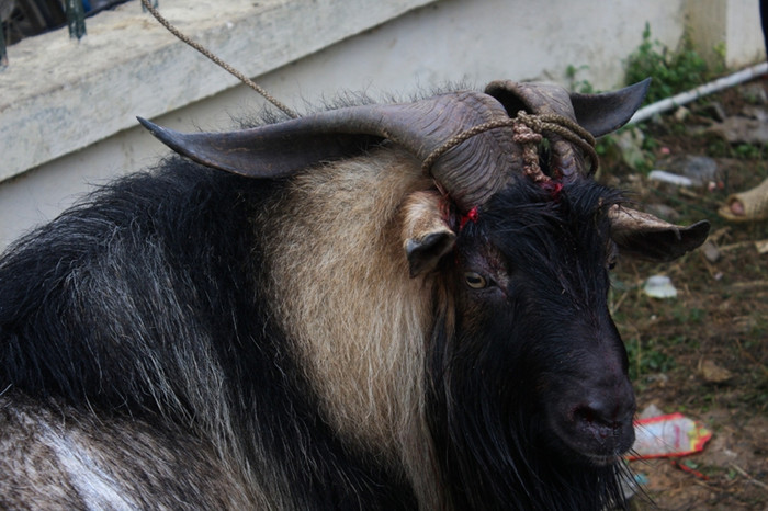 Hình ảnh của dê "1" sau trận đấu... Hình ảnh của dê "1" sau trận đấu...