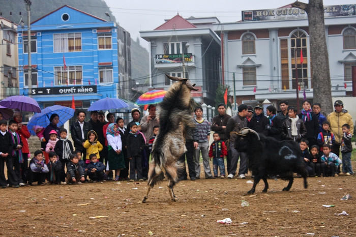Một pha tấn công của dê "1": Cú nhẩy chổm lên rồi dùng sừng bổ xuống đầu đối phương bằng đòn chí mạng Một pha tấn công của dê "1": Cú nhẩy chổm lên rồi dùng sừng bổ xuống đầu đối phương bằng đòn chí mạng