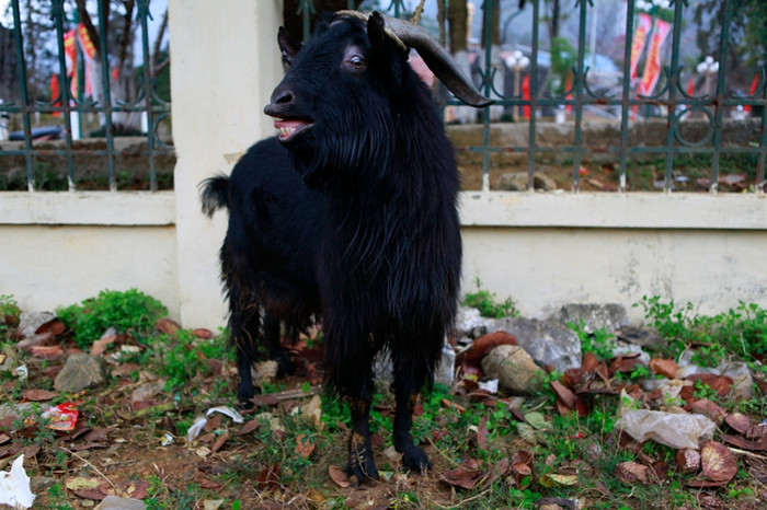 Đây là chú dê mang số báo danh: "2" Đây là chú dê mang số báo danh: "2"