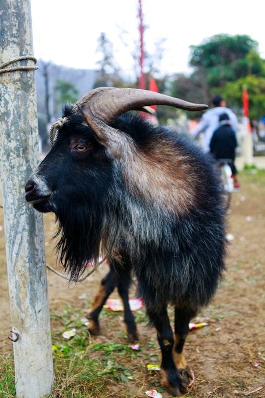 Còn đây là đối thủ của chú dê "2" mang số báo danh: "1" Còn đây là đối thủ của chú dê "2" mang số báo danh: "1"