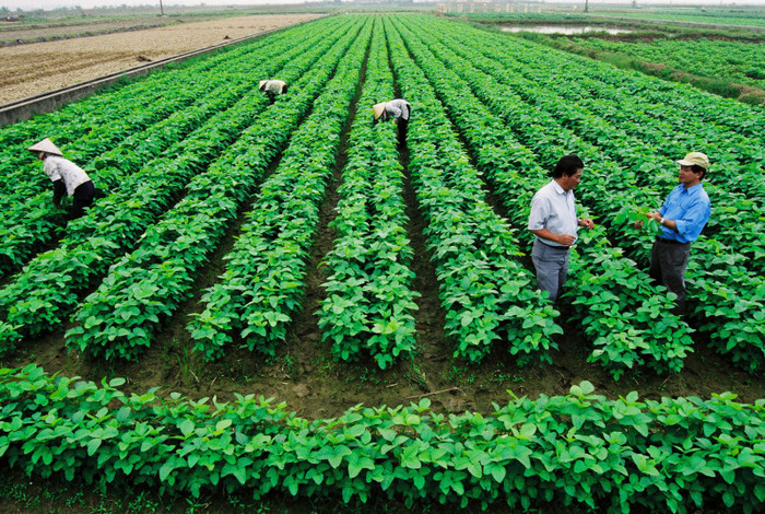 Nông nghiệp Việt Nam đang thụt lùi và có nguy cơ thua ngay trên sân nhà - ảnh minh họa/ nguồn Bộ Nông nghiệp và phát triển nông thôn Nông nghiệp Việt Nam đang thụt lùi và có nguy cơ thua ngay trên sân nhà - ảnh minh họa/ nguồn Bộ Nông nghiệp và phát triển nông thôn