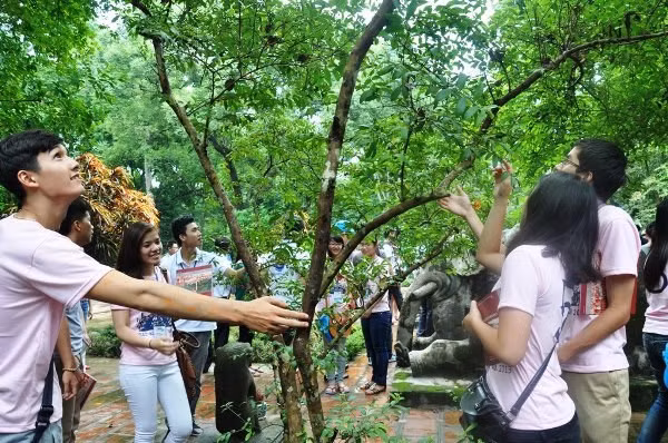 Du khách lạ lùng với cây ổi "biết cười" ở Thanh Hóa (Ảnh: Báo Thanh niên) Du khách lạ lùng với cây ổi "biết cười" ở Thanh Hóa (Ảnh: Báo Thanh niên)