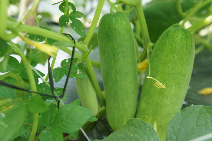 Sản phẩm rau sạch trong nông trường rau của VinEco. Sản phẩm rau sạch trong nông trường rau của VinEco.