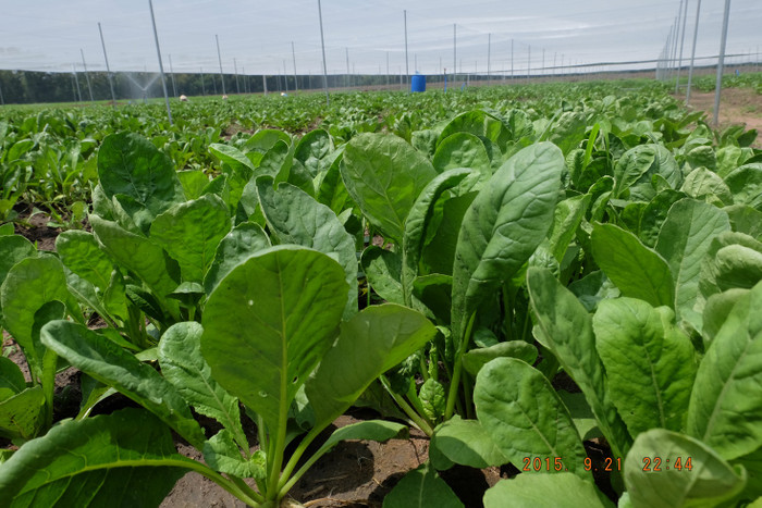 Quá trình chăm sóc rau được tự động hóa bằng hệ thống tưới phun sương theo công nghệ Israel. Quá trình chăm sóc rau được tự động hóa bằng hệ thống tưới phun sương theo công nghệ Israel.