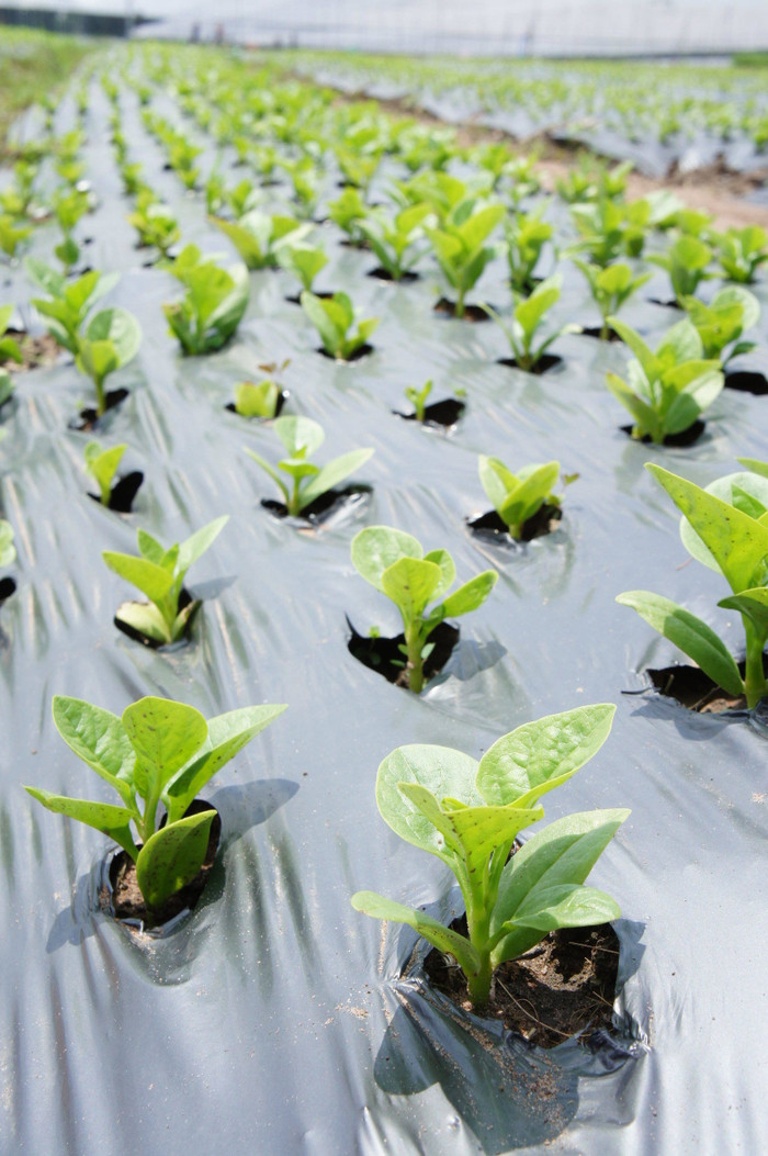 Trước thực tế tình trạng rau tồn dư thuốc bảo vệ thực vật gây nguy cơ ngộ độc, Công ty VinEco (thuộc tập đoàn Vingroup) ra đời với mong muốn mang đến sản phẩm rau sạch, an toàn cho người dân. Trước thực tế tình trạng rau tồn dư thuốc bảo vệ thực vật gây nguy cơ ngộ độc, Công ty VinEco (thuộc tập đoàn Vingroup) ra đời với mong muốn mang đến sản phẩm rau sạch, an toàn cho người dân.