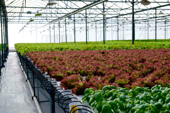 Trong thời gian tới dự án nông nghiệp của VinEco sẽ triển khai các địa bàn như TP HCM, Quảng Ninh, Sa Pa (Lào Cai), Hải Dương, Thanh Hóa, Kon Tum,… Trong thời gian tới dự án nông nghiệp của VinEco sẽ triển khai các địa bàn như TP HCM, Quảng Ninh, Sa Pa (Lào Cai), Hải Dương, Thanh Hóa, Kon Tum,…