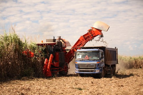 Không tăng diện tích trồng bắp, thay vào đó tập chung nguồn lực chăn nuôi bò sữa. ĐIều này cho thấy quyết tâm của HAGL trong việc xâm nhập thị trường sữa vốn rất tiềm năng. Không tăng diện tích trồng bắp, thay vào đó tập chung nguồn lực chăn nuôi bò sữa. ĐIều này cho thấy quyết tâm của HAGL trong việc xâm nhập thị trường sữa vốn rất tiềm năng.