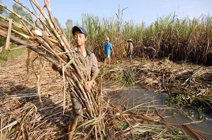 Theo Bầu Đức, người dân trồng mía nên chuyển sang trồng bắp, trồng cỏ để phục vụ chăn nuôi vì hiệu quả kinh tế lớn hơn.