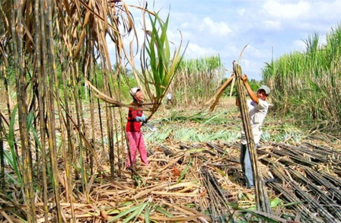 Bầu Đức: "Nên dẹp nhà máy đường, nông dân chuyển sang trồng bắp trồng cỏ" ảnh 2 Bầu Đức: "Nên dẹp nhà máy đường, nông dân chuyển sang trồng bắp trồng cỏ" ảnh 2