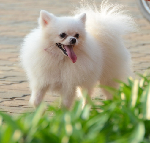 Chú chó Fox sóc nhỏ nhắn, đáng yêu. Chú chó Fox sóc nhỏ nhắn, đáng yêu.