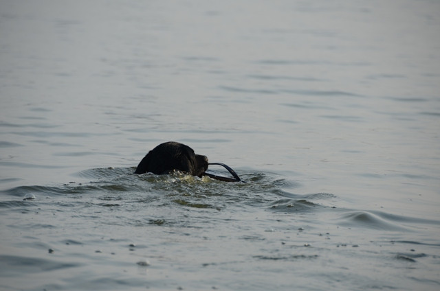 Chủ nhân của chú chó này đã ném chiếc dép xuống nước,và ngay lập tức chú chó lao xuống gặm chiếc dép lên. Chủ nhân của chú chó này đã ném chiếc dép xuống nước,và ngay lập tức chú chó lao xuống gặm chiếc dép lên.