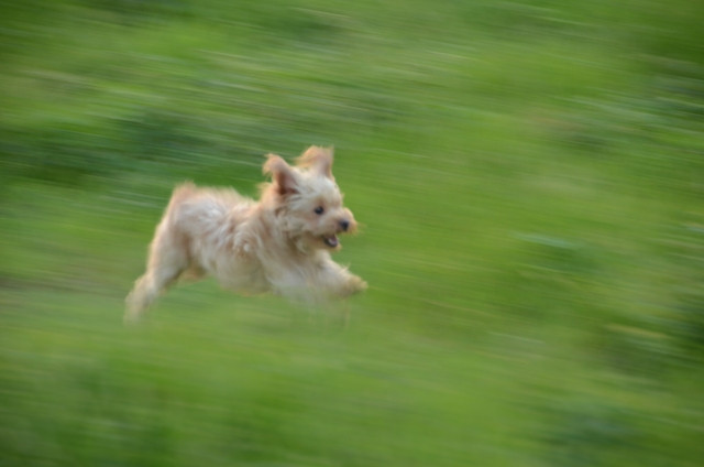 Bay nhảy trên thảm cỏ xanh. Bay nhảy trên thảm cỏ xanh.