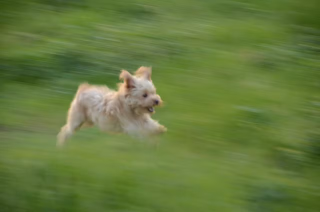 Bay nhảy trên thảm cỏ xanh.