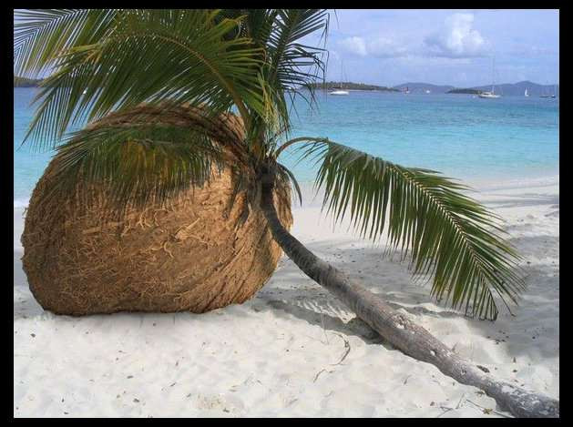 Quả mọc ra cây hay cây cho ra quả đây?