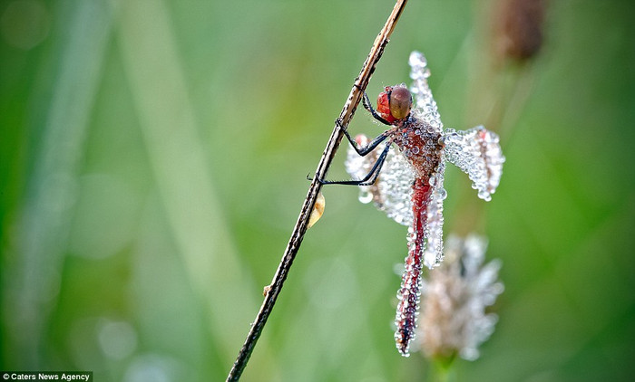 Những sinh vật bé nhỏ này dường như cũng đang thưởng thức những hạt sương sớm mát lành bằng cách ngâm mình trong sương và đậu yên trên các thân cây cỏ. Những sinh vật bé nhỏ này dường như cũng đang thưởng thức những hạt sương sớm mát lành bằng cách ngâm mình trong sương và đậu yên trên các thân cây cỏ.