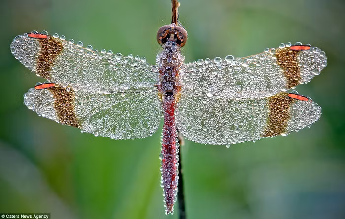 Chuồn chuồn đẹp long lanh trong sương sớm