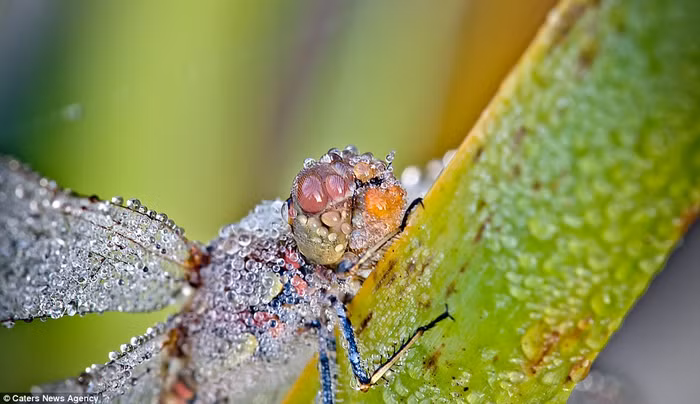 Chuồn chuồn đẹp long lanh trong sương sớm