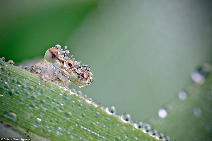 Chuồn chuồn đẹp long lanh trong sương sớm Chuồn chuồn đẹp long lanh trong sương sớm