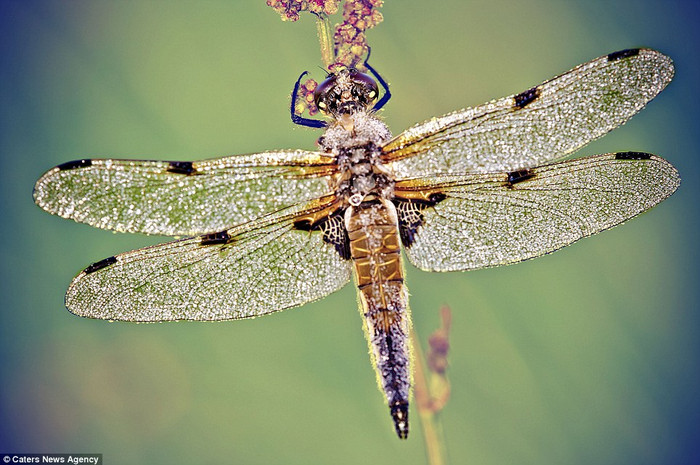 Những giọt sương nhỏ làm nổi bật các chi tiết và màu sắc của con chuồn chuồn và trông chúng như những món đồ trang sức nạm kim cương. Những giọt sương nhỏ làm nổi bật các chi tiết và màu sắc của con chuồn chuồn và trông chúng như những món đồ trang sức nạm kim cương.