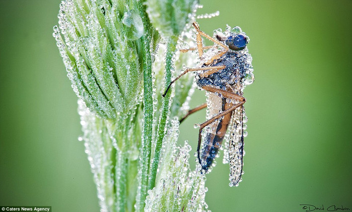 Chuồn chuồn đẹp long lanh trong sương sớm Chuồn chuồn đẹp long lanh trong sương sớm