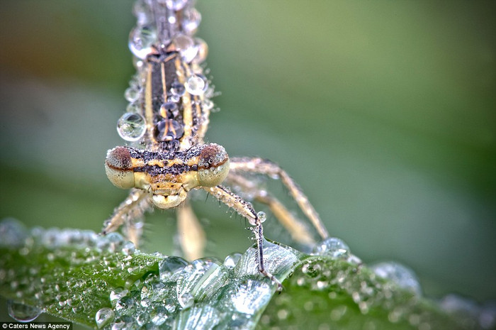 Chuồn chuồn đẹp long lanh trong sương sớm Chuồn chuồn đẹp long lanh trong sương sớm