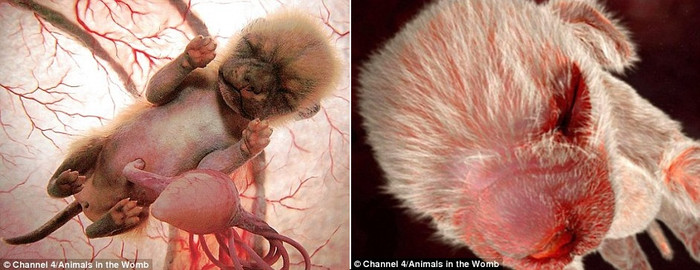 Các loài động vật đều có tư thế nằm giống nhau khi còn trong bụng mẹ Các loài động vật đều có tư thế nằm giống nhau khi còn trong bụng mẹ