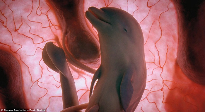 Bào thai cá heo như đang mỉm cười Bào thai cá heo như đang mỉm cười