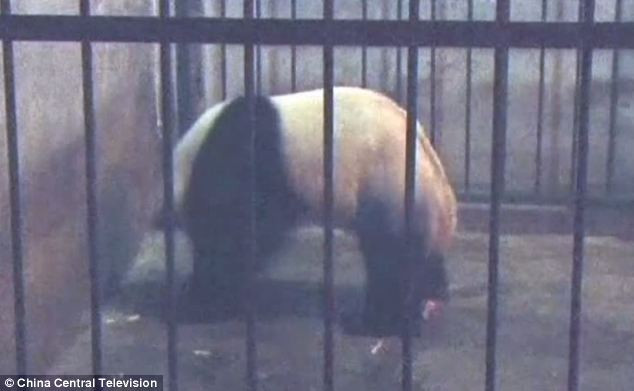 Gấu trúc mẹ dồn sức lên bốn chân để đưa gấu con ra ngoài Gấu trúc mẹ dồn sức lên bốn chân để đưa gấu con ra ngoài