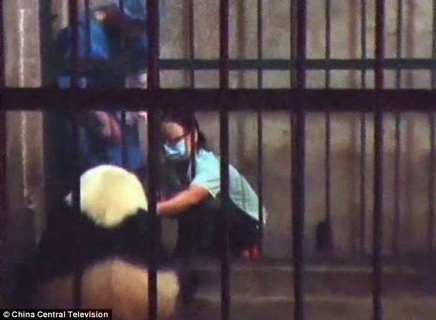 Các nhân viên tiến hành kiểm tra trước khi gấu mẹ sinh Các nhân viên tiến hành kiểm tra trước khi gấu mẹ sinh