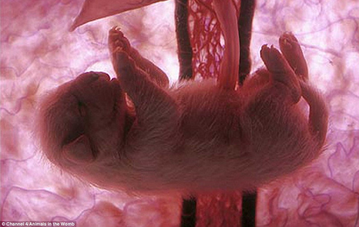 Với những móng vuốt sắc nhọn, chú chó này đã sẵn sàng để bắt đầu cuộc sống sau khi đạt thời gian thai kì đầy đủ là 9 tuần trong bào thai. Với những móng vuốt sắc nhọn, chú chó này đã sẵn sàng để bắt đầu cuộc sống sau khi đạt thời gian thai kì đầy đủ là 9 tuần trong bào thai.