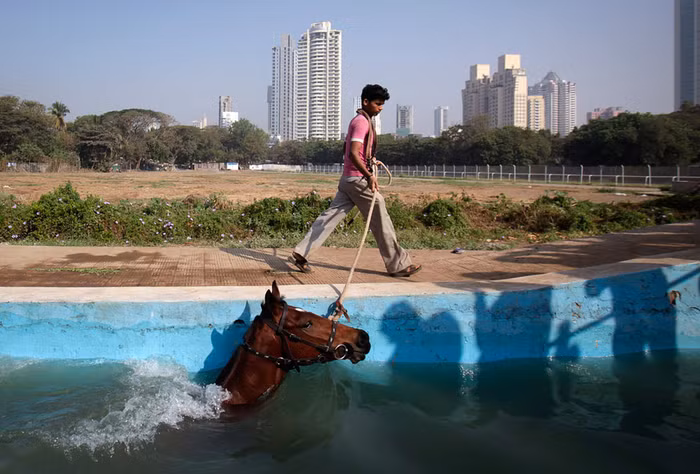 7. Một người giữ ngựa đang dẫn con ngựa của mình bơi qua hồ bơi giành cho ngựa tại Mumbai, Ấn Độ sau buổi tập trên trường đua cho cuộc đua vào sáng hôm sau.