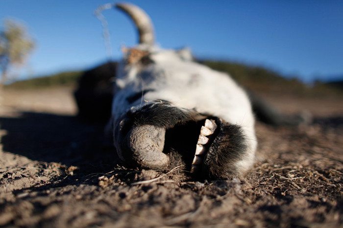 31. Xác của một con bò tại San Isidro de Cienega thuộc bang Nuevo Leon, Mexico ( 28/ 11/ 2011). Mexico vẫn còn phải chịu đợt hạn hán tồi tệ nhất trong bẩy thập kỷ qua, gây ảnh hưởng nghiêm trọng đến nước này.