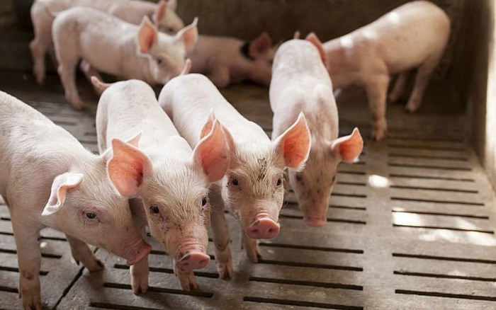 Theo các chuyên gia kinh tế, chuyên gia nông nghiệp giải cứu sản phẩm nông sản chỉ là biện pháp tình thế - ảnh minh họa/ nguồn VTV. Theo các chuyên gia kinh tế, chuyên gia nông nghiệp giải cứu sản phẩm nông sản chỉ là biện pháp tình thế - ảnh minh họa/ nguồn VTV.