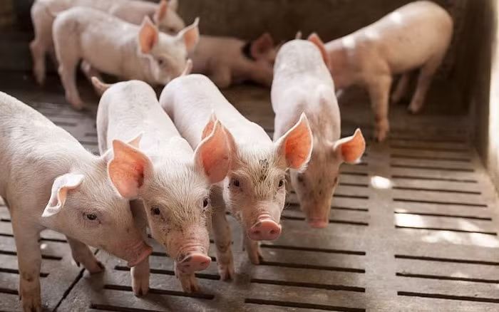 Theo các chuyên gia kinh tế, chuyên gia nông nghiệp giải cứu sản phẩm nông sản chỉ là biện pháp tình thế - ảnh minh họa/ nguồn VTV.