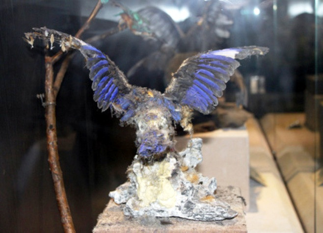 Hiện vật trong bảo tàng đã xuống cấp (ảnh nguồn Internet) Hiện vật trong bảo tàng đã xuống cấp (ảnh nguồn Internet)