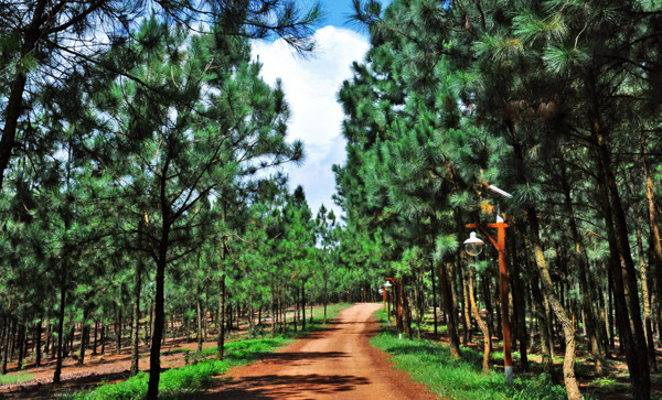 Rừng thông ở Đại Lải Flamingo. Rừng thông ở Đại Lải Flamingo.