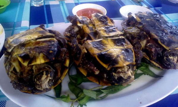 5. Rùa rang muối Rùa là một loại động vật hoang dã có rất nhiều ở vùng rừng ngập mặn mũi Cà Mau. Có nhiều loại rùa, nào là rùa vàng, rùa nắp, rùa quạ, rùa hôi, rùa dém..., nhưng ngon nhất vẫn là món rùa rang muối, vừa dễ làm, dễ tìm gia vị, vừa được thưởng thức cách ăn dân dã đặc biệt của người xứ Cà Mau. 5. Rùa rang muối Rùa là một loại động vật hoang dã có rất nhiều ở vùng rừng ngập mặn mũi Cà Mau. Có nhiều loại rùa, nào là rùa vàng, rùa nắp, rùa quạ, rùa hôi, rùa dém..., nhưng ngon nhất vẫn là món rùa rang muối, vừa dễ làm, dễ tìm gia vị, vừa được thưởng thức cách ăn dân dã đặc biệt của người xứ Cà Mau.