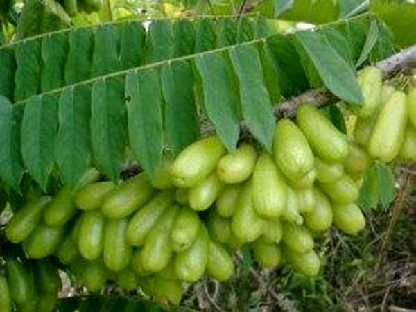 3. Canh chua Nam Bộ Chẳng giống với canh chua miền Trung hay miền Bắc, canh chua Nam Bộ có hương vị riêng vừa ngọt vừa chua đậm đà. Bất cứ thứ lá, thứ quả nào có vị chua cũng được bà nội trợ Nam Bộ cho vào món canh chua của mình từ lá me non đến trái me chín, từ trái chanh to đến quả tắc nhỏ rồi nào bần chín, khế tây hay trái giác.. .tất cả đều hợp vị. (Ảnh: Khế tây làm hương vị món canh thêm khác lạ). 3. Canh chua Nam Bộ Chẳng giống với canh chua miền Trung hay miền Bắc, canh chua Nam Bộ có hương vị riêng vừa ngọt vừa chua đậm đà. Bất cứ thứ lá, thứ quả nào có vị chua cũng được bà nội trợ Nam Bộ cho vào món canh chua của mình từ lá me non đến trái me chín, từ trái chanh to đến quả tắc nhỏ rồi nào bần chín, khế tây hay trái giác.. .tất cả đều hợp vị. (Ảnh: Khế tây làm hương vị món canh thêm khác lạ).