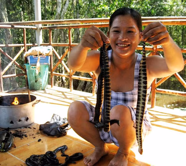 Rắn trun để nguyên con, đập đầu cho chết, khoanh tròn hình chữ S kẹp gắp tre nướng, hoặc nướng vỉ trên lửa than hồng. Trở rắn cho đều, độ chừng non 10 phút, thấy da rắn phù lên rồi nứt bung, răn ra một đường, ấy là rắn đã chín tới. Mở kẹp, vỉ ra, để rắn trên lá chuối xanh cho thịt hút hơi nước dịu lại. Cầm rắn bẻ thành khúc, chấm muối ớt ăn kèm với rau răm, diếp cá rất hấp dẫn. (Ảnh: Hoàng Thám)