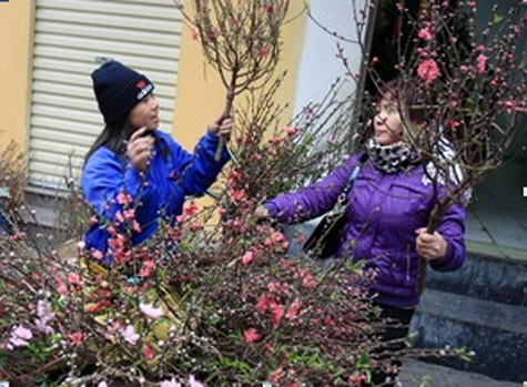 Chơi đào rằm tháng Giêng là một nét văn hóa của người Hà Nội. Ảnh: TTXVN Chơi đào rằm tháng Giêng là một nét văn hóa của người Hà Nội. Ảnh: TTXVN